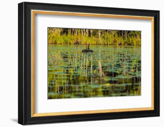 A pair of Black Swans & reflections of Paperbark Trees-Mark A Johnson-Framed Photographic Print