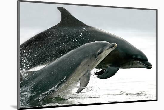 A pair of Bottlenose Dolphins (Tursiops truncatus) breaches from the Moray Firth, Scotland.-Charlie Philips-Mounted Photographic Print