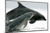A pair of Bottlenose Dolphins (Tursiops truncatus) breaches from the Moray Firth, Scotland.-Charlie Philips-Mounted Photographic Print