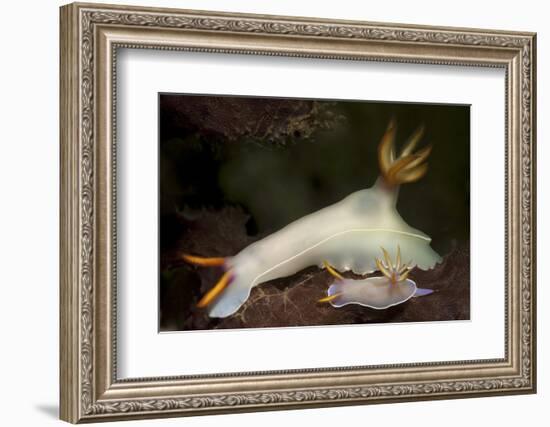 A Pair of Bullock's Hypselodoris Nudibranchs-Stocktrek Images-Framed Photographic Print