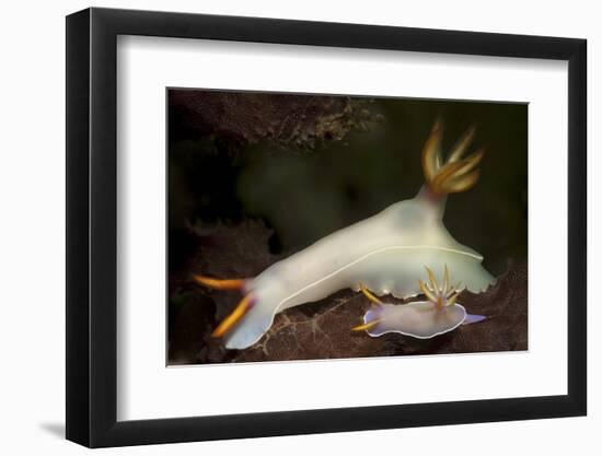 A Pair of Bullock's Hypselodoris Nudibranchs-Stocktrek Images-Framed Photographic Print