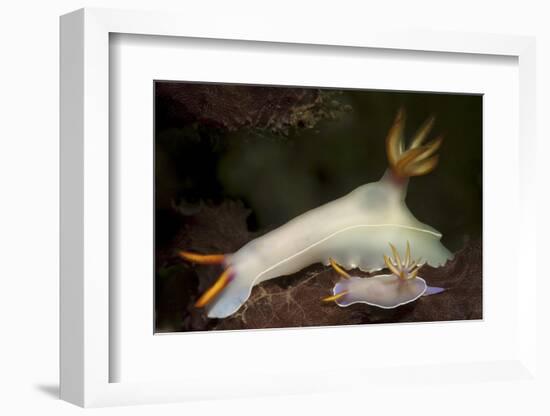 A Pair of Bullock's Hypselodoris Nudibranchs-Stocktrek Images-Framed Photographic Print