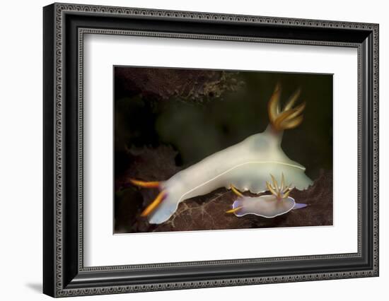 A Pair of Bullock's Hypselodoris Nudibranchs-Stocktrek Images-Framed Photographic Print