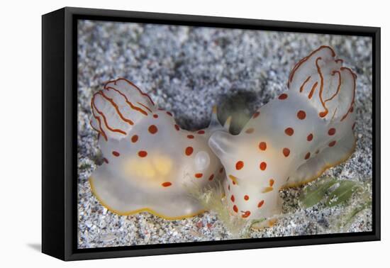 A Pair of Ceylon Nudibranchs Mating on a Sandy Slope-Stocktrek Images-Framed Premier Image Canvas