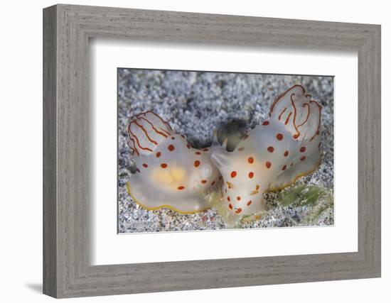 A Pair of Ceylon Nudibranchs Mating on a Sandy Slope-Stocktrek Images-Framed Photographic Print