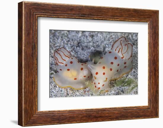 A Pair of Ceylon Nudibranchs Mating on a Sandy Slope-Stocktrek Images-Framed Photographic Print