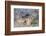 A Pair of Ceylon Nudibranchs Mating on a Sandy Slope-Stocktrek Images-Framed Photographic Print