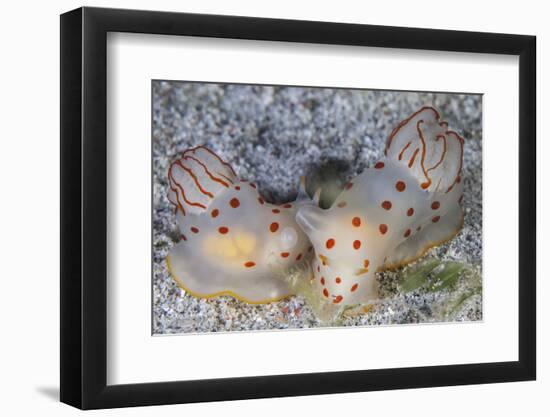 A Pair of Ceylon Nudibranchs Mating on a Sandy Slope-Stocktrek Images-Framed Photographic Print