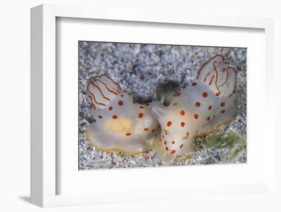 A Pair of Ceylon Nudibranchs Mating on a Sandy Slope-Stocktrek Images-Framed Photographic Print