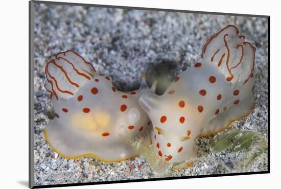 A Pair of Ceylon Nudibranchs Mating on a Sandy Slope-Stocktrek Images-Mounted Photographic Print