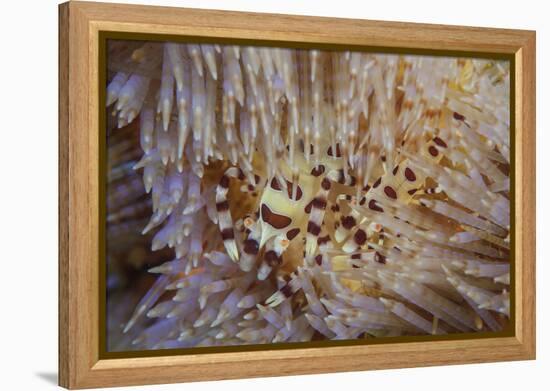 A Pair of Coleman's Shrimp Live Among the Venomous Spines of a Fire Urchin-Stocktrek Images-Framed Premier Image Canvas