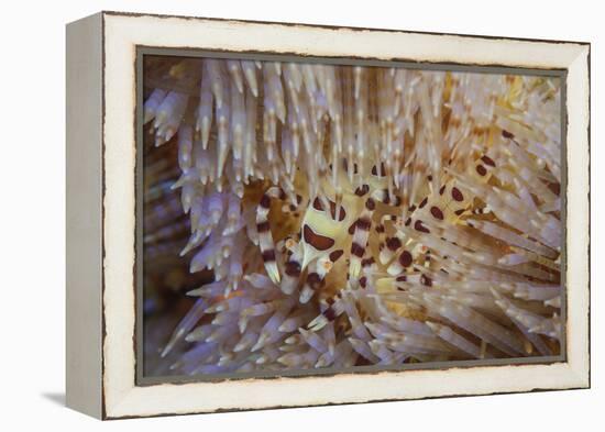 A Pair of Coleman's Shrimp Live Among the Venomous Spines of a Fire Urchin-Stocktrek Images-Framed Premier Image Canvas