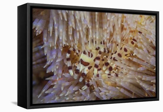 A Pair of Coleman's Shrimp Live Among the Venomous Spines of a Fire Urchin-Stocktrek Images-Framed Premier Image Canvas