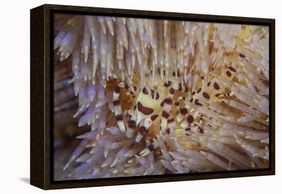 A Pair of Coleman's Shrimp Live Among the Venomous Spines of a Fire Urchin-Stocktrek Images-Framed Premier Image Canvas