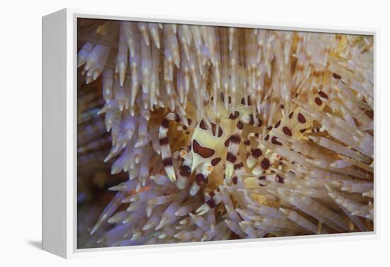 A Pair of Coleman's Shrimp Live Among the Venomous Spines of a Fire Urchin-Stocktrek Images-Framed Premier Image Canvas