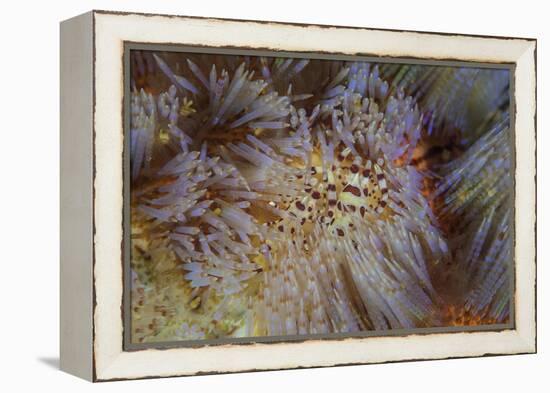 A Pair of Coleman's Shrimp Live Among the Venomous Spines of a Fire Urchin-Stocktrek Images-Framed Premier Image Canvas