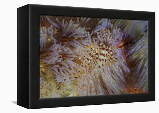 A Pair of Coleman's Shrimp Live Among the Venomous Spines of a Fire Urchin-Stocktrek Images-Framed Premier Image Canvas