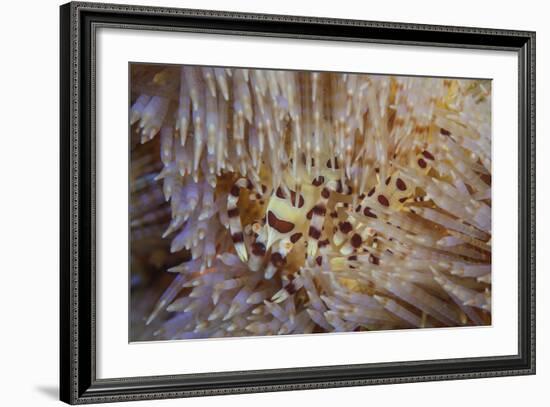 A Pair of Coleman's Shrimp Live Among the Venomous Spines of a Fire Urchin-Stocktrek Images-Framed Photographic Print