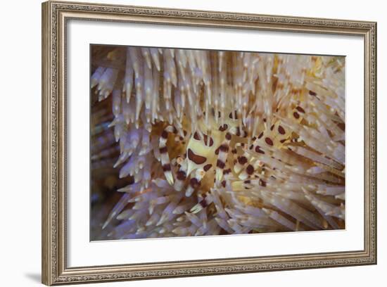 A Pair of Coleman's Shrimp Live Among the Venomous Spines of a Fire Urchin-Stocktrek Images-Framed Photographic Print