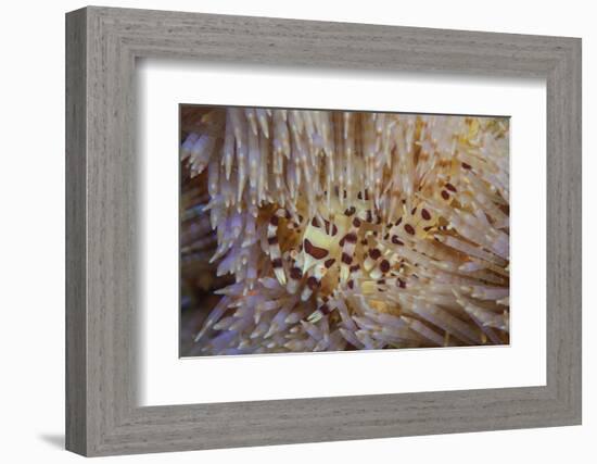 A Pair of Coleman's Shrimp Live Among the Venomous Spines of a Fire Urchin-Stocktrek Images-Framed Photographic Print