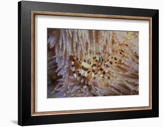 A Pair of Coleman's Shrimp Live Among the Venomous Spines of a Fire Urchin-Stocktrek Images-Framed Photographic Print