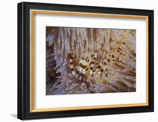 A Pair of Coleman's Shrimp Live Among the Venomous Spines of a Fire Urchin-Stocktrek Images-Framed Photographic Print