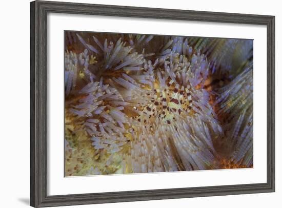 A Pair of Coleman's Shrimp Live Among the Venomous Spines of a Fire Urchin-Stocktrek Images-Framed Photographic Print