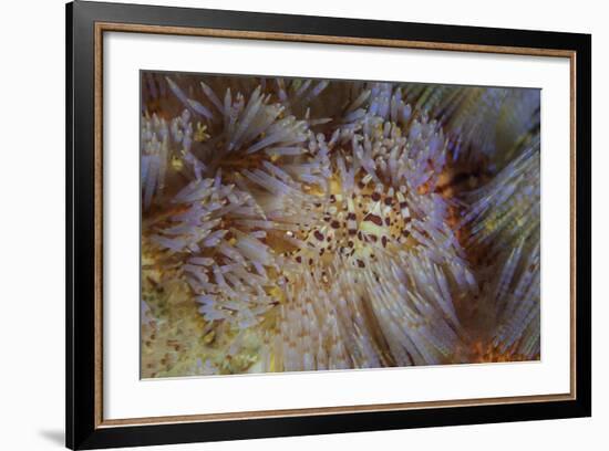 A Pair of Coleman's Shrimp Live Among the Venomous Spines of a Fire Urchin-Stocktrek Images-Framed Photographic Print