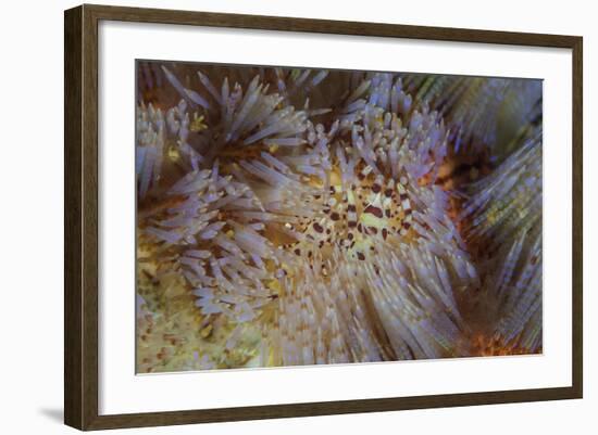 A Pair of Coleman's Shrimp Live Among the Venomous Spines of a Fire Urchin-Stocktrek Images-Framed Photographic Print