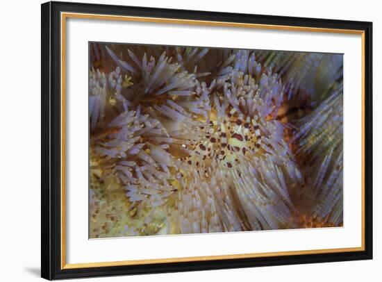 A Pair of Coleman's Shrimp Live Among the Venomous Spines of a Fire Urchin-Stocktrek Images-Framed Photographic Print