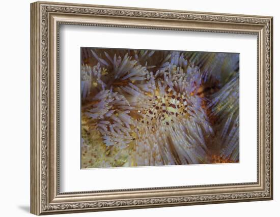 A Pair of Coleman's Shrimp Live Among the Venomous Spines of a Fire Urchin-Stocktrek Images-Framed Photographic Print