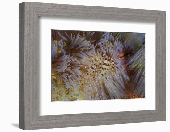 A Pair of Coleman's Shrimp Live Among the Venomous Spines of a Fire Urchin-Stocktrek Images-Framed Photographic Print