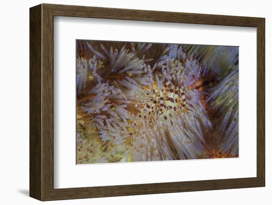 A Pair of Coleman's Shrimp Live Among the Venomous Spines of a Fire Urchin-Stocktrek Images-Framed Photographic Print