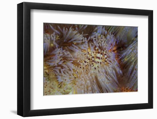 A Pair of Coleman's Shrimp Live Among the Venomous Spines of a Fire Urchin-Stocktrek Images-Framed Photographic Print