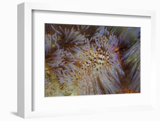 A Pair of Coleman's Shrimp Live Among the Venomous Spines of a Fire Urchin-Stocktrek Images-Framed Photographic Print