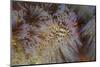 A Pair of Coleman's Shrimp Live Among the Venomous Spines of a Fire Urchin-Stocktrek Images-Mounted Photographic Print