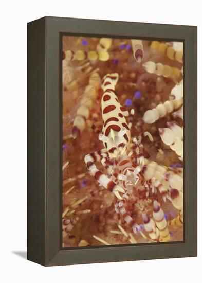 A Pair of Colorful Coleman Shrimp-Stocktrek Images-Framed Premier Image Canvas