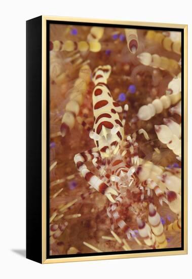 A Pair of Colorful Coleman Shrimp-Stocktrek Images-Framed Premier Image Canvas