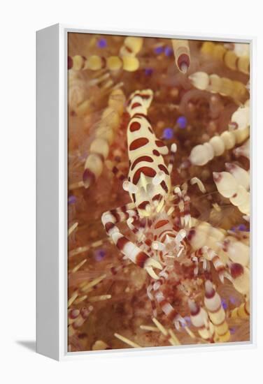 A Pair of Colorful Coleman Shrimp-Stocktrek Images-Framed Premier Image Canvas