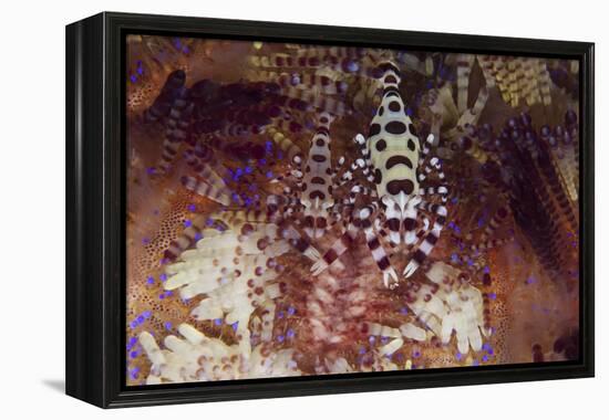 A Pair of Colorful Coleman Shrimp-Stocktrek Images-Framed Premier Image Canvas