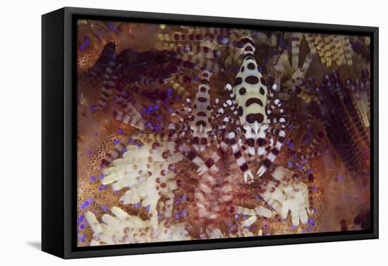 A Pair of Colorful Coleman Shrimp-Stocktrek Images-Framed Premier Image Canvas