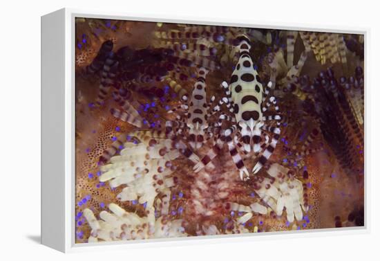 A Pair of Colorful Coleman Shrimp-Stocktrek Images-Framed Premier Image Canvas