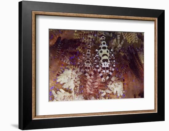 A Pair of Colorful Coleman Shrimp-Stocktrek Images-Framed Photographic Print