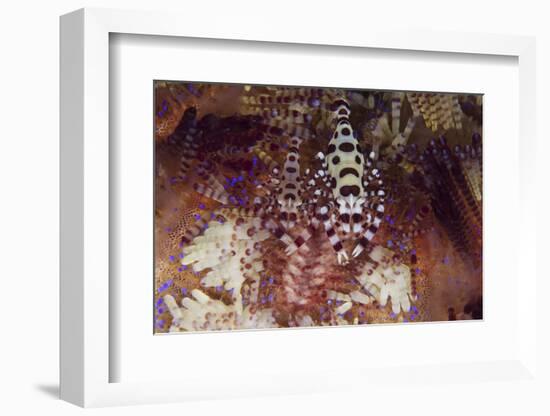 A Pair of Colorful Coleman Shrimp-Stocktrek Images-Framed Photographic Print