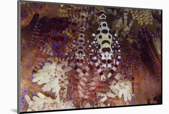 A Pair of Colorful Coleman Shrimp-Stocktrek Images-Mounted Photographic Print