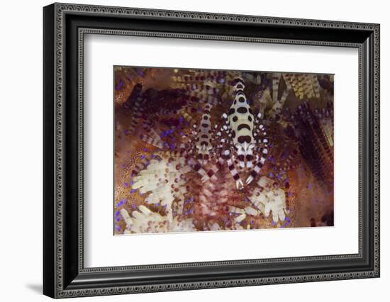 A Pair of Colorful Coleman Shrimp-Stocktrek Images-Framed Photographic Print