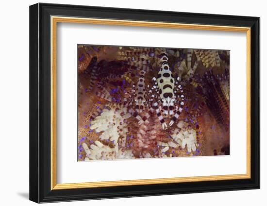 A Pair of Colorful Coleman Shrimp-Stocktrek Images-Framed Photographic Print