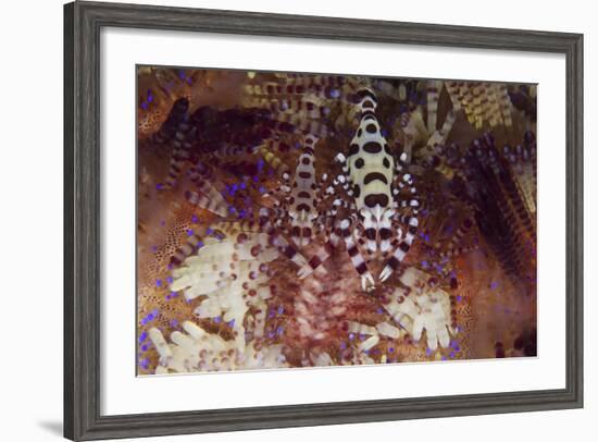 A Pair of Colorful Coleman Shrimp-Stocktrek Images-Framed Photographic Print