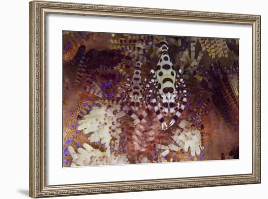 A Pair of Colorful Coleman Shrimp-Stocktrek Images-Framed Photographic Print