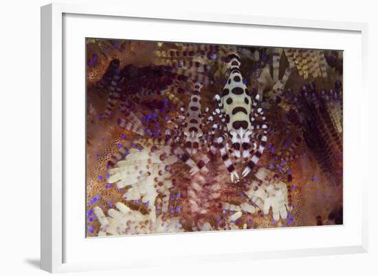 A Pair of Colorful Coleman Shrimp-Stocktrek Images-Framed Photographic Print